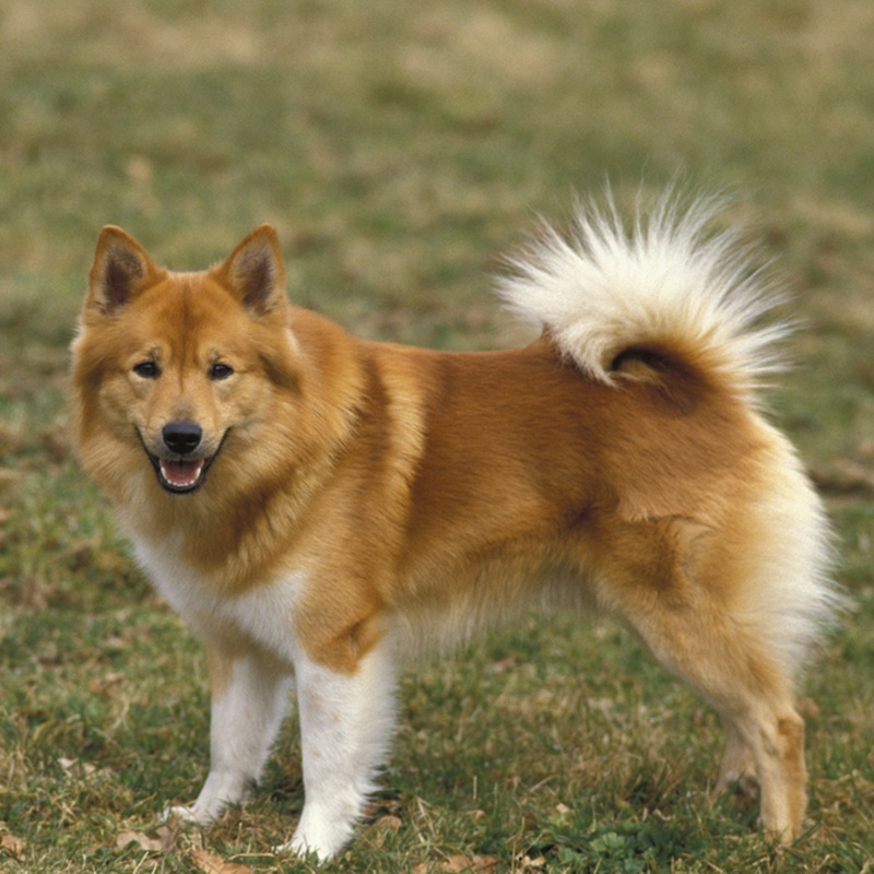 Ein Islandhund mit hellbraunem Fell steht auf einer Wiese und blickt freundlich. Die Rute ist gerollt, die Ohren sind aufrecht.