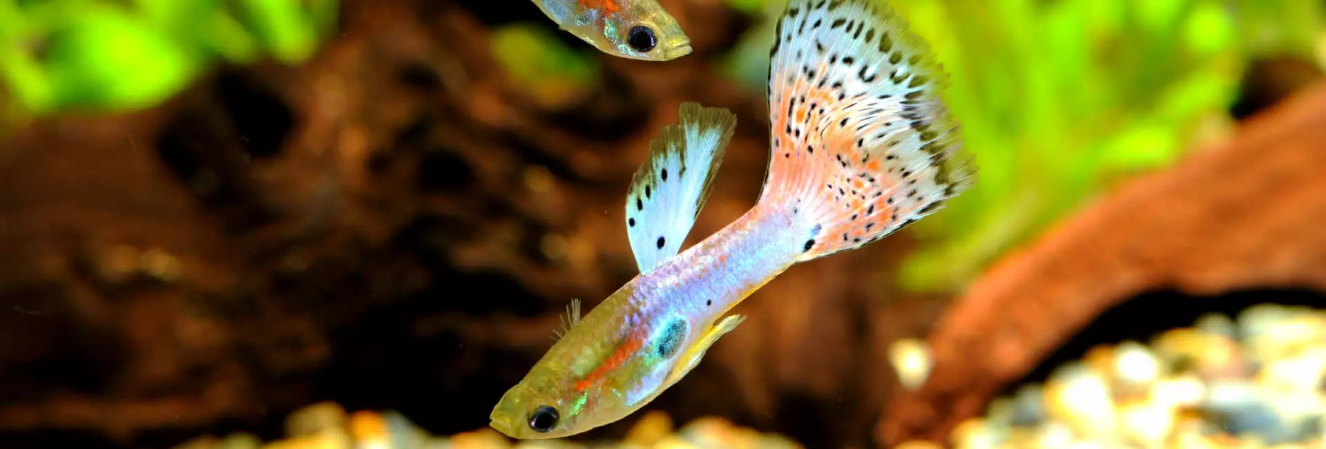 Aquaristik Fischfutter Vitamine Aquaristik Fischfutter Vitamine