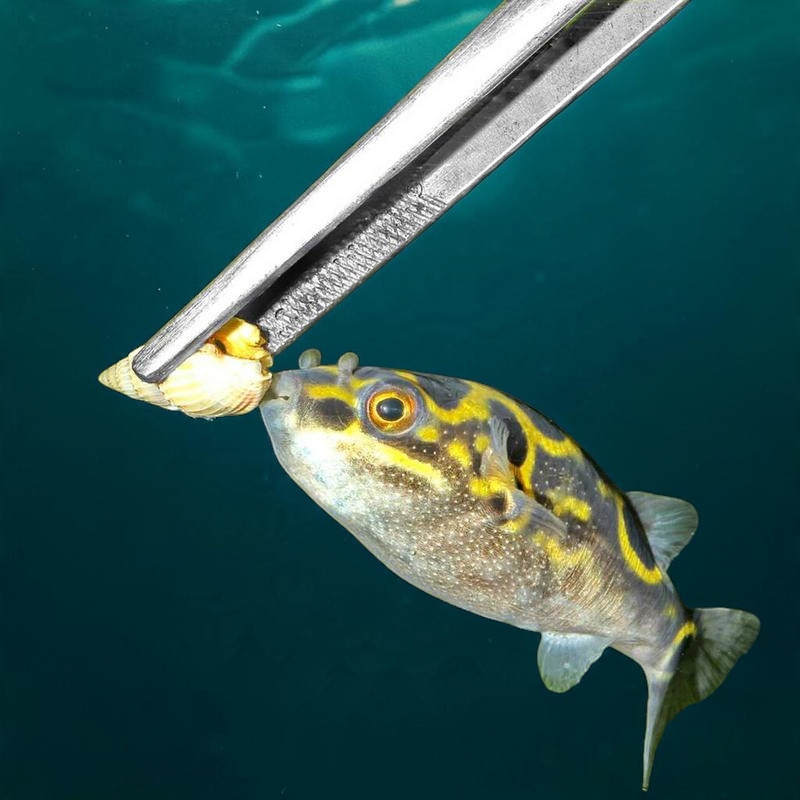Gelb-schwarz gemusterter Kugelfisch wird unter Wasser mit einer kleinen Schnecke gefüttert, gehalten von einer silbernen Pinzette. Er nähert sich mit offenem Maul. Die naturnahe Fütterung fördert Fressverhalten und Zahnabrieb im Aquarium.