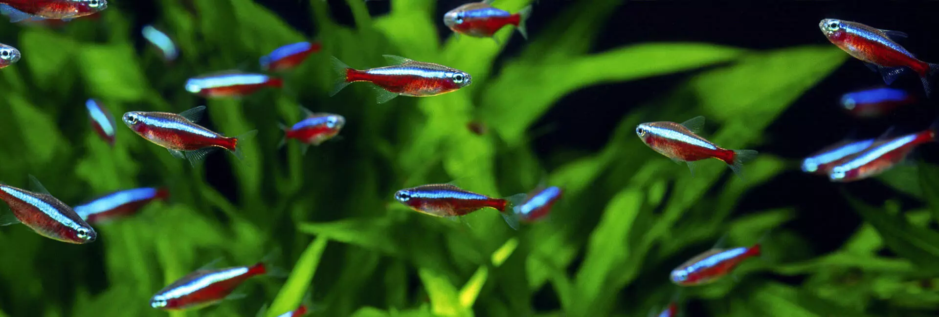Aquaristik Aquaristik