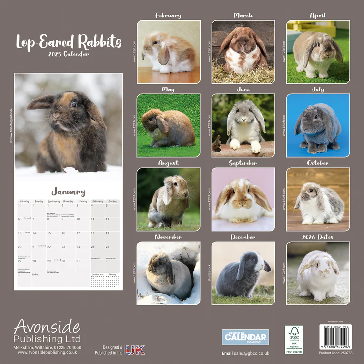 Kalender 2025 Lop-Eared Rabbits - Widder Kaninchen Kalender 2025 Lop-Eared Rabbits - Widder Kaninchen