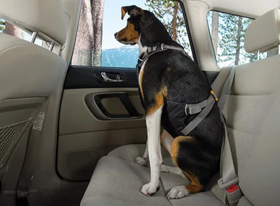 Load Up Harness