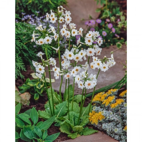 Japanische Primel (9cm) – Primula japonica ‘Alba’