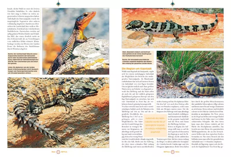 reptilia-105-3 Reptilia 105 - Phelsumen erfolgreich züchten