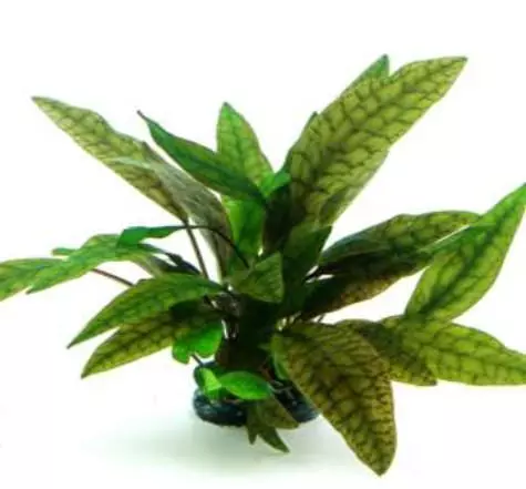 Dennerle-Cryptocoryne-x-purpurea Dennerle Cryptocoryne x purpurea