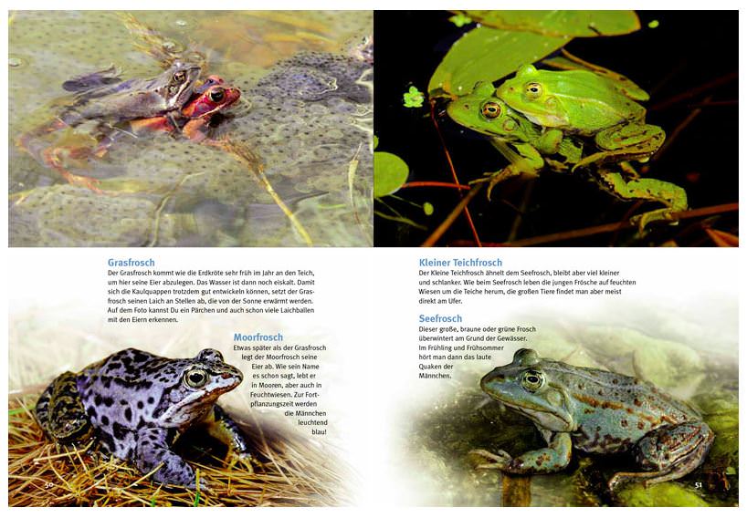 NTV, Discover the amphibians