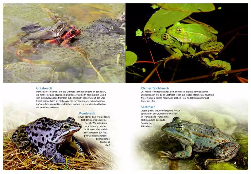 frisch NTV, Découvrez les amphibiens