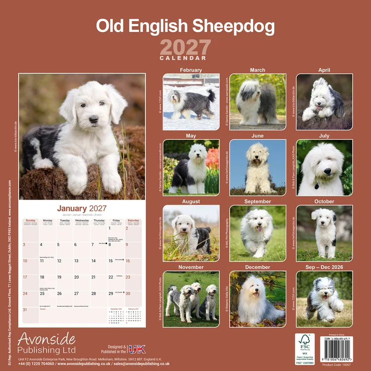Kalender 2027 Bobtail - Old English Sheepdog