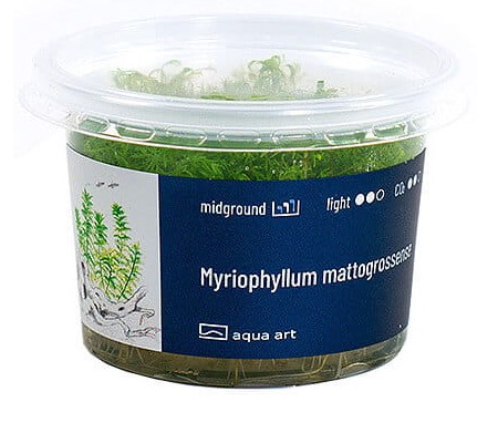 Myriophyllum Mattogrossense