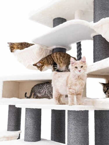 Cinque gatti su un alto tiragraffi color crema. Un gatto chiaro è in primo piano al centro e guarda in avanti. Due gatti tigrati sui livelli superiori, uno su un'amaca. Altri due gatti tigrati in basso e sul bordo.