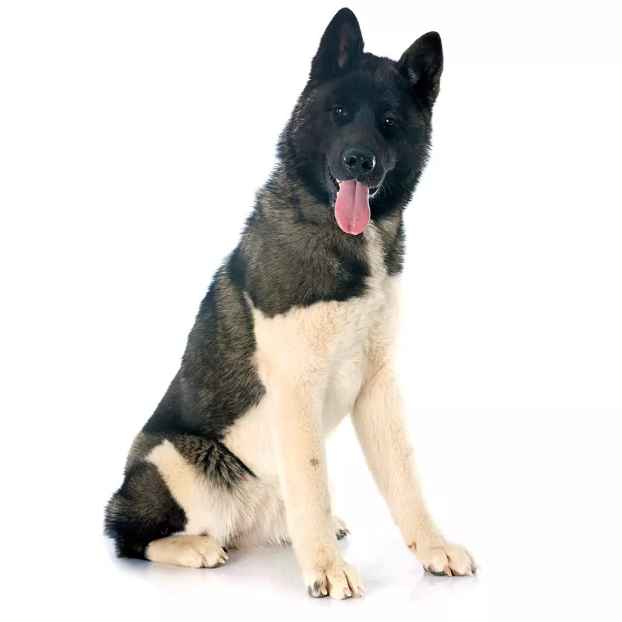 American Akita