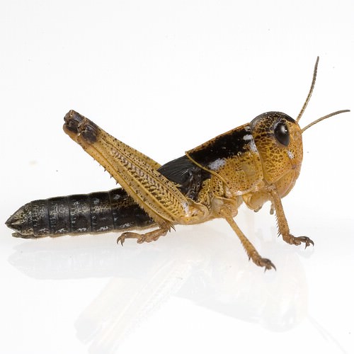 Wanderheuschrecke (Locusta migratoria) subadult