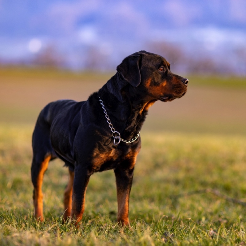 Ein aufmerksam blickender, muskulöser Rottweiler steht auf einer grünen Wiese. Sein Fell ist schwarz mit rotbraunen Akzenten.
