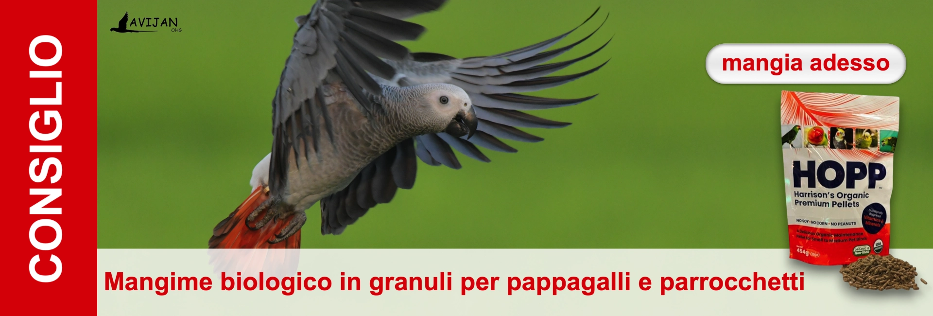 Pappagallo grigio in volo accanto a pubblicità di cibo su sfondo verde.