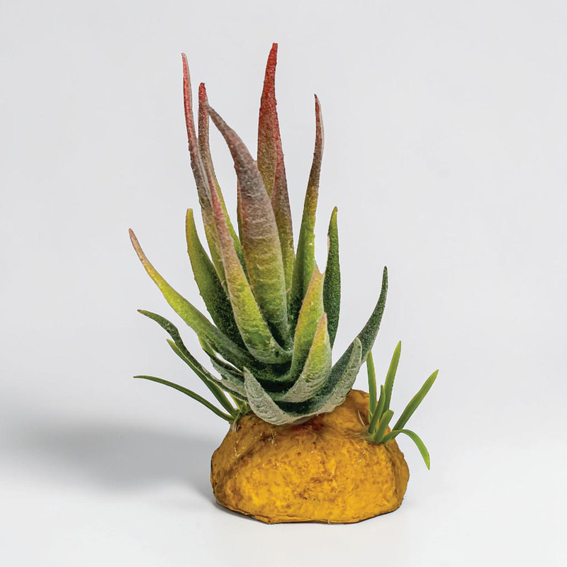Repto Plant Aloe red 