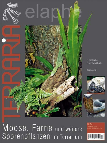 Terraria 54 - Moose, Farne und weitere Sporenpflanzen im Terrarium