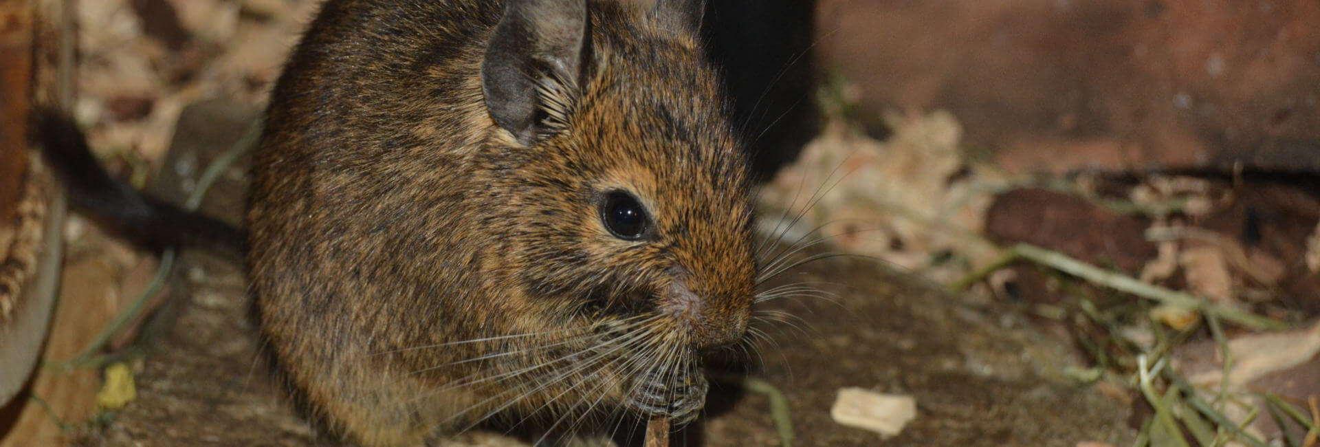 Kleintiere Hauptfutter Degu