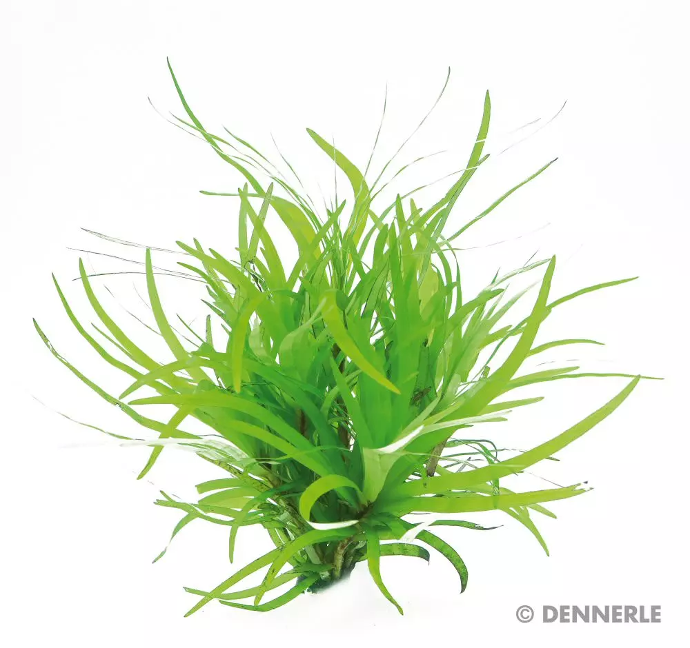 Dennerle Eichhornia diversifolia - In-Vitro
