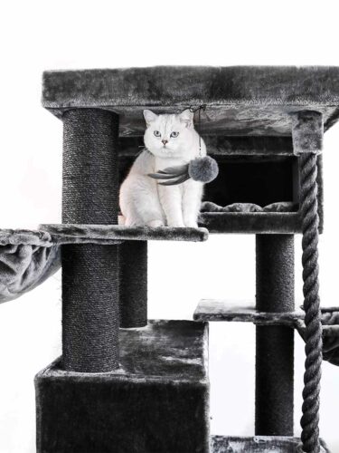 Gatto grigio chiaro con gli occhi blu seduto sulla piattaforma superiore di un grande tiragraffi grigio scuro a più livelli su sfondo bianco. Guarda in avanti; accanto a lui è appeso un accessorio con un pompon grigio e delle piume.