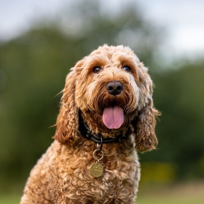 Brauner Cockapoo mit Zunge hängt heraus, trägt ein Halsband, unscharfer Hintergrund.