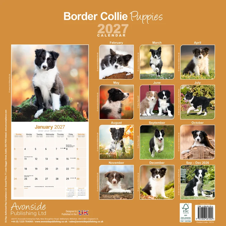 Kalender 2027 Border Collie Welpe