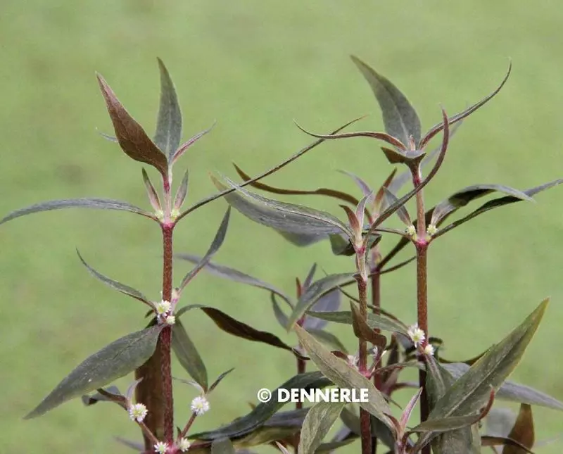 Dennerle Alternanthera reineckii Mini