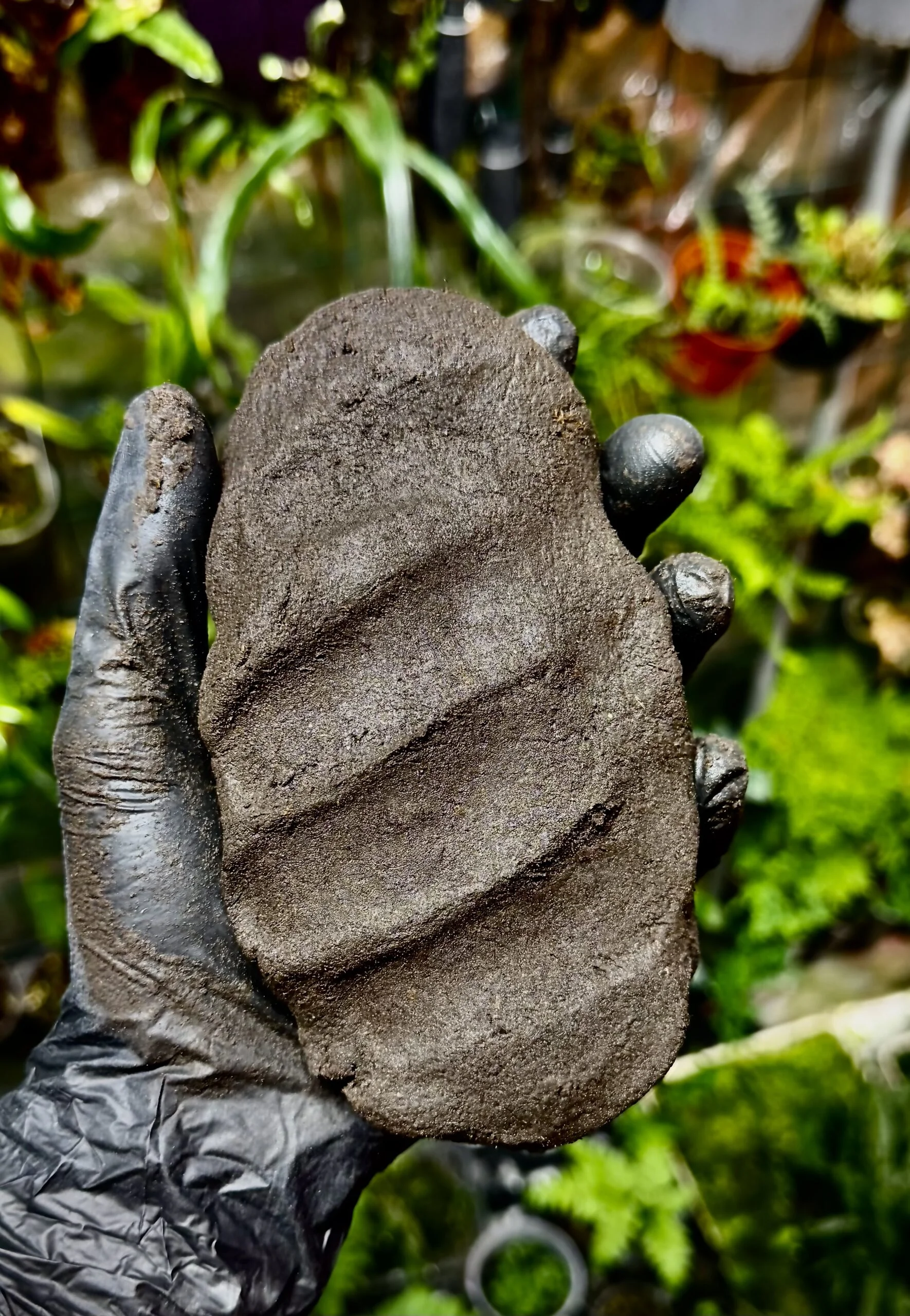 Une main portant un gant noir tient la pâte à modeler en argile TropicalClay devant un terrarium avec des plantes tropicales.