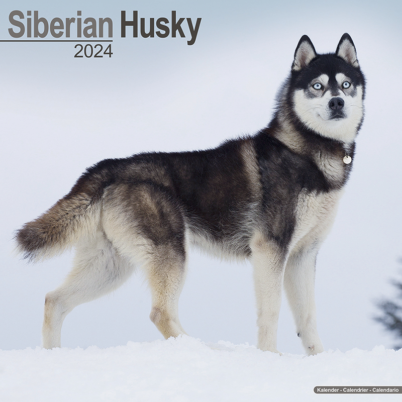 Kalender 2024 Siberian Husky