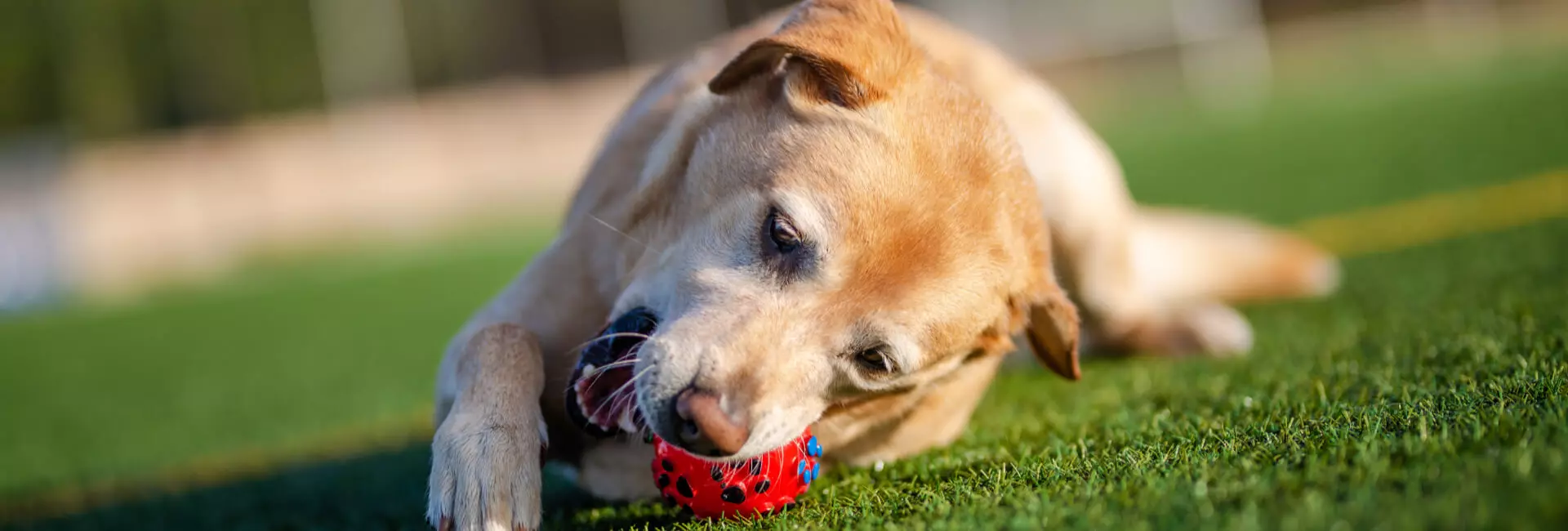 Hunde Spielzeug Quietschies Hunde Spielzeug Quietschies