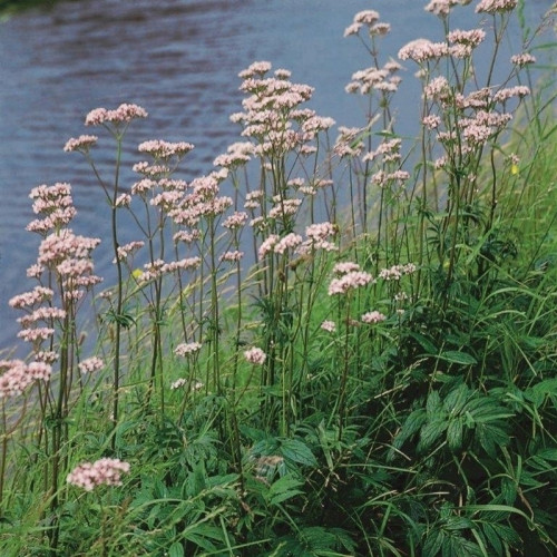 Blassrosa Blütenstände auf schlanken Stängeln, umgeben von grünem Gras am Ufer eines Flusses.