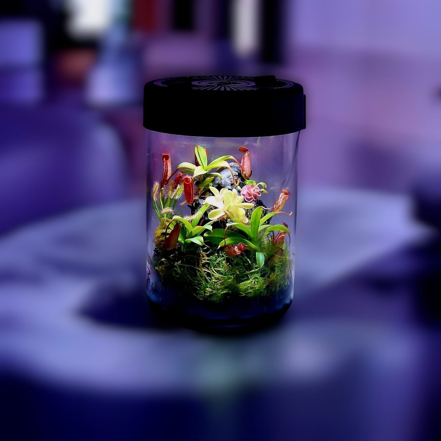 Micro-Terrarium bepflanzt mit fleischfressenden Pflanzen