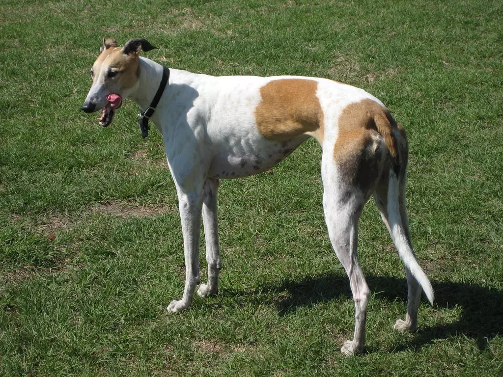 greyhound57c939d529949 Greyhound
