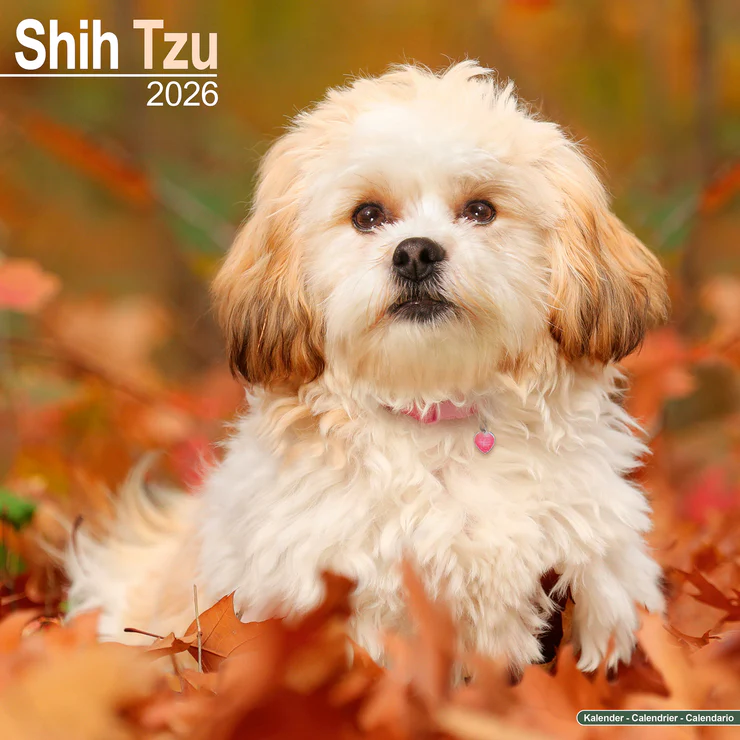 2026 Shih Tzu Calendar