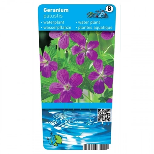 Etikett einer Wasserpflanze: Geranium palustris mit lila Blüten, grünen Blättern und blauem Wasserdesign.