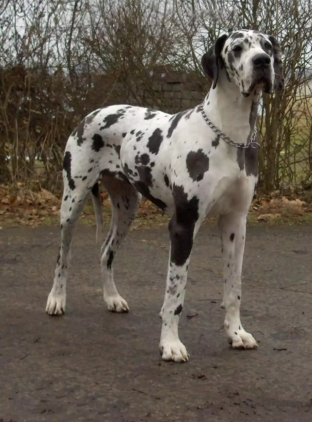 deutsche-dogge57ea8365d4725 Deutsche Dogge