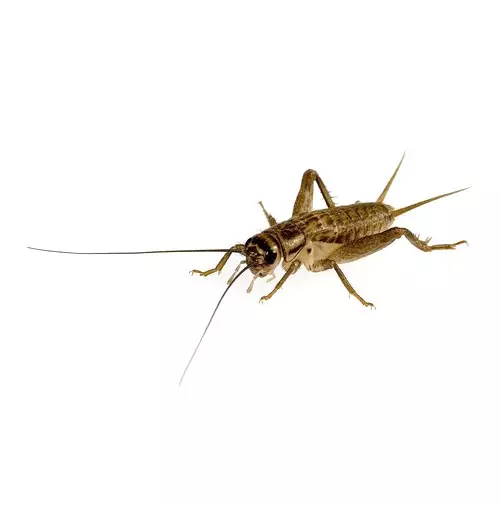 Heimchen-Acheta-domesticus-micro Heimchen (Acheta domesticus) mittel