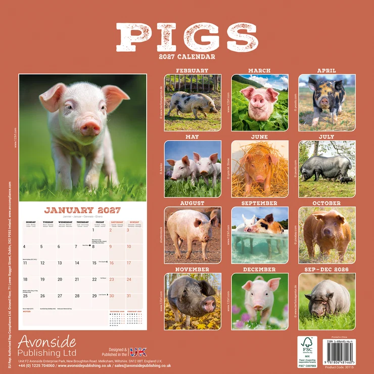 Kalender 2027 Schweine - Pigs