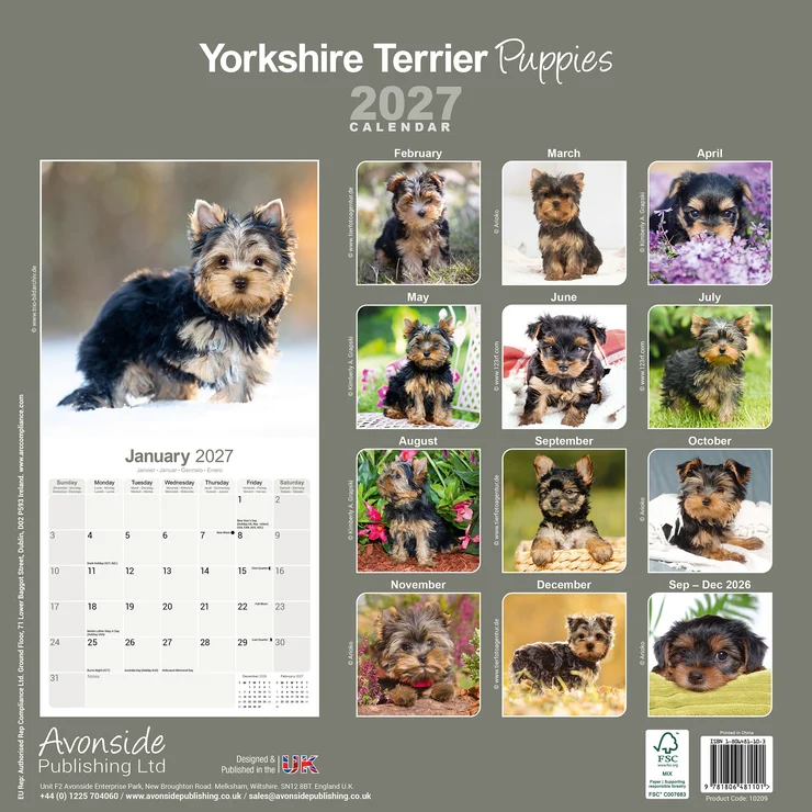 Kalender 2027 Yorkshire Terrier - Yorkie - Welpen
