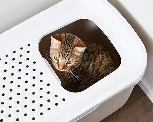 katzenklo-hop-in-3 Katzentoilette Hop in