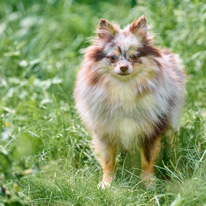 Ein aufmerksam blickender, kleiner, braun-weisser Kleinspitz steht im grünen Gras.