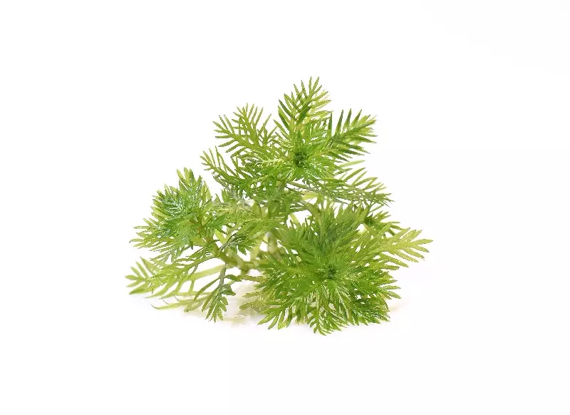 Hottonia palustris