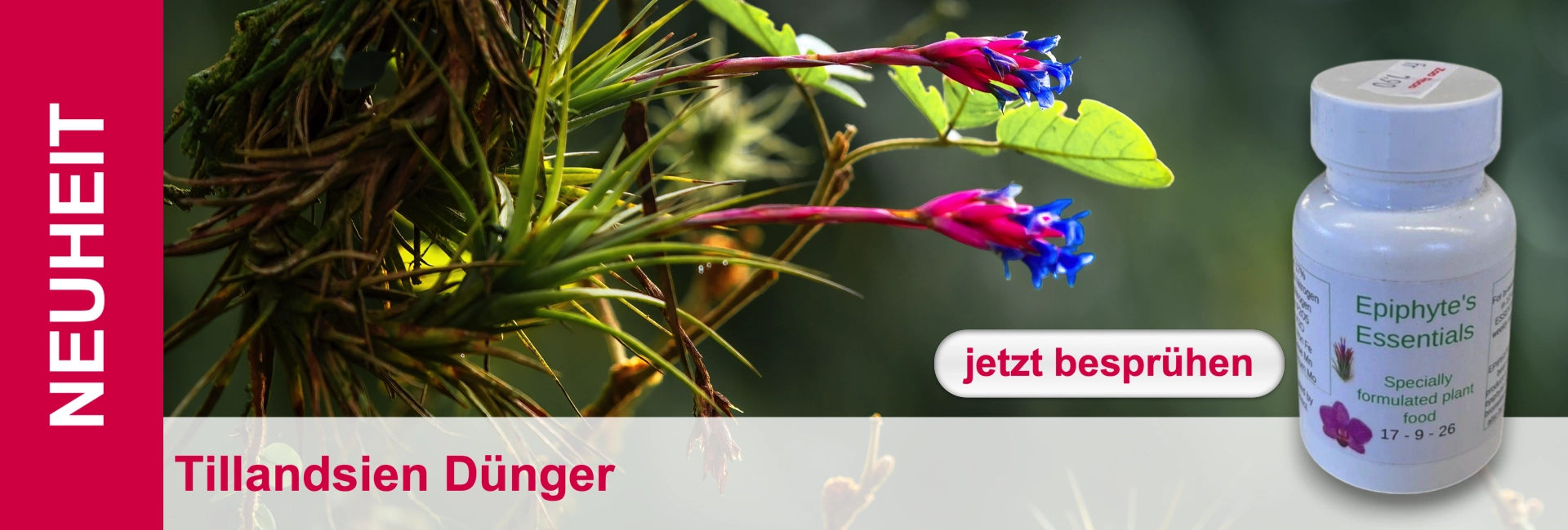 Blühende Tillandsien und eine weiße Flasche "Epiphyte's Essentials" Pflanzendünger.