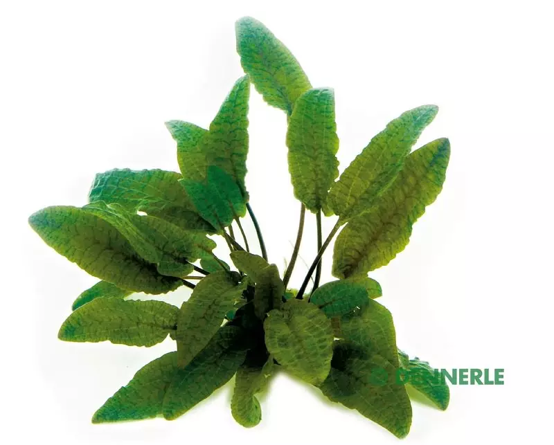 Cryptocoryne wendtii Braun - Brauner Wasserkelch