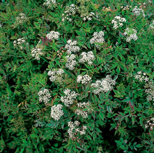 Dichte grüne Vegetation mit feinen, weißen Blüten in Büscheln. Blätter sind gefiedert und buschig.
