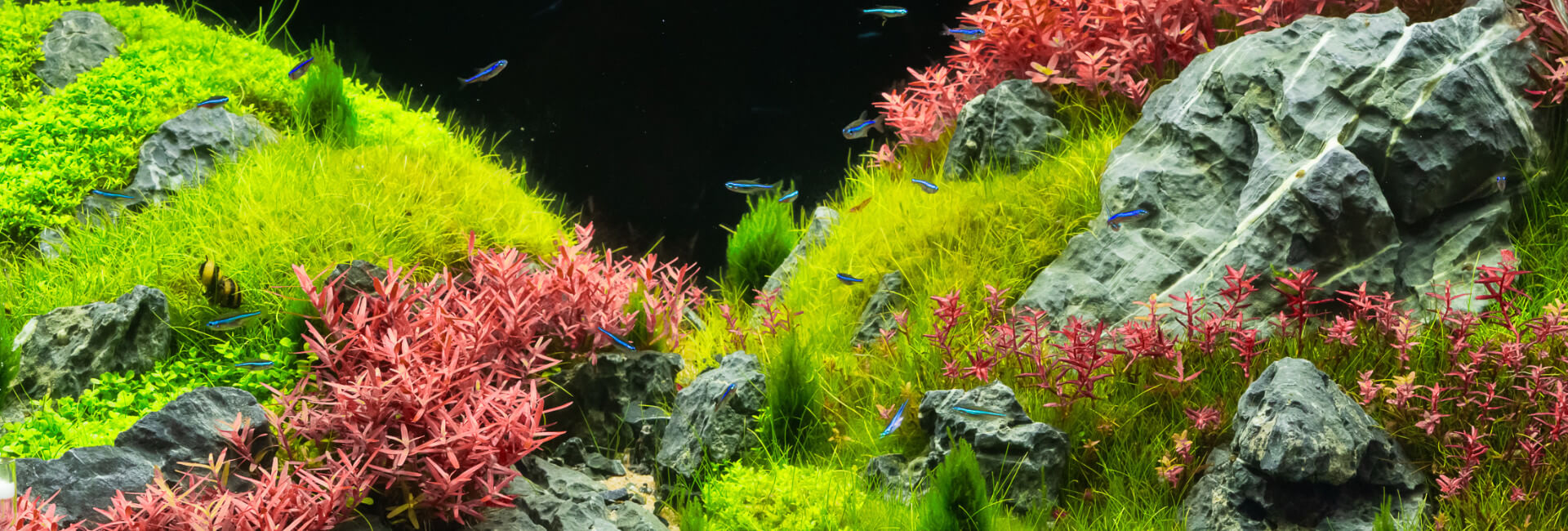 Aquascaping