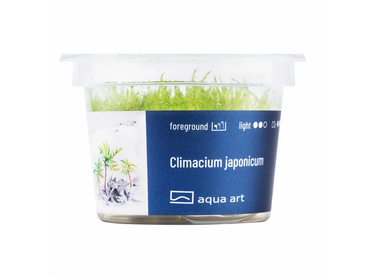 Climacium japonicum Invitro Climacium japonicum Invitro
