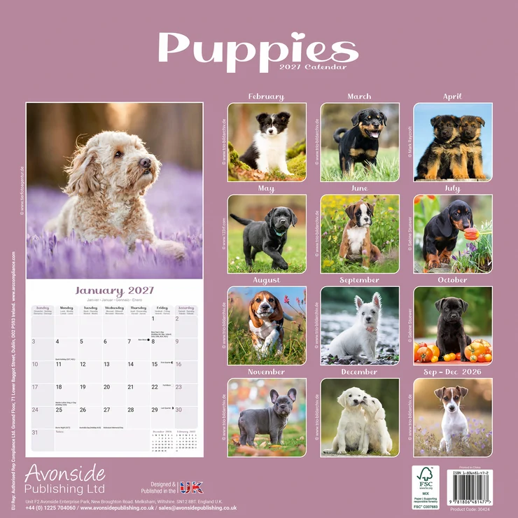 Kalender 2027 Welpen - Puppies
