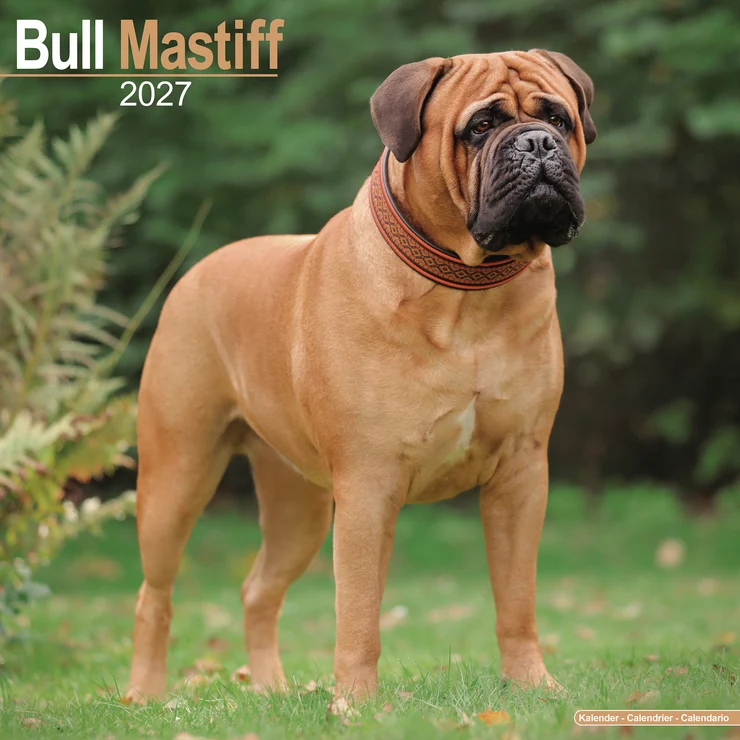 Kalender 2027 Bull Mastiff - Bullmastiff