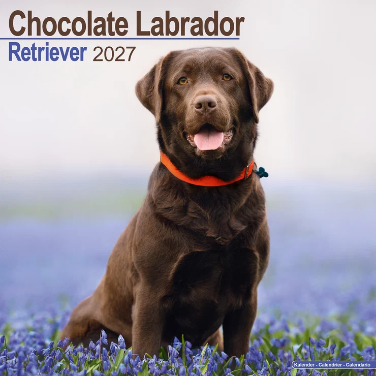 Kalender 2027 Labrador Retriever braun (Chocolate)