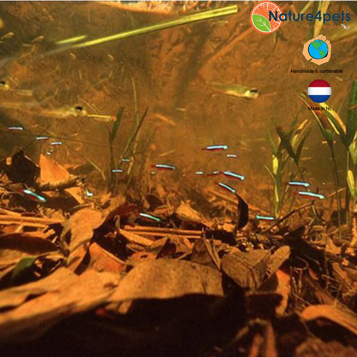 Ein Schwarm Neonsalmler schwimmt in trübem, braunem Wasser über einem mit Herbstlaub bedeckten Grund. Die kleinen Fische zeigen leuchtend blaue und rote Streifen, während sie zwischen dunklen Blättern und Pflanzen gleiten.